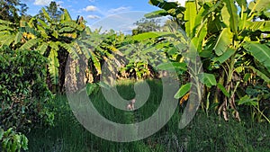 Beagle dog in the middle of a banana plantation