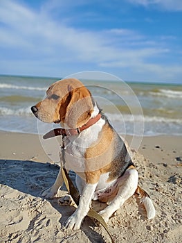 a beagle dog named Mel in nature photo