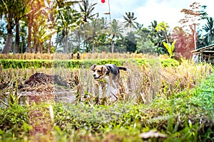 Beagle dog in nature among rice fields, Bali island.