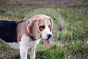 Beagle dog in the open air