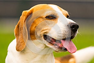 Beagle dog outdoors portrait with tongue out.