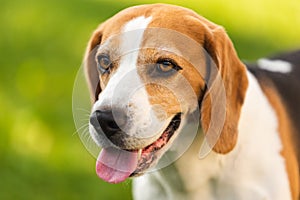 Beagle dog outdoors portrait with tongue out.