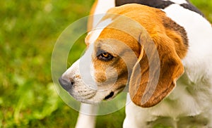 Beagle dog outdoors portraitof tricolor breed