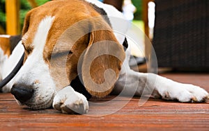 Beagle dog outdoors portraitof tricolor breed