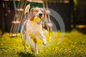 Beagle dog outside fetching a ball.