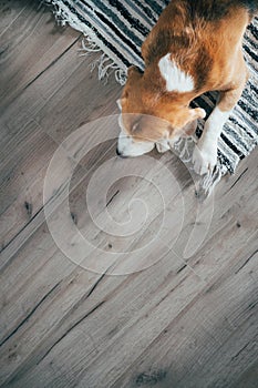 Beagle dog peacefully sleeping on striped mat on laminate floor. Pets in cozy home top view image