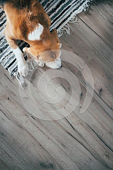 Beagle dog peacefully sleeping on striped mat on laminate floor. Pets in cozy home top view image