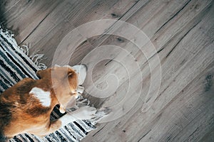 Beagle dog peacefully sleeping on striped mat on laminate floor. Pets in cozy home top view image