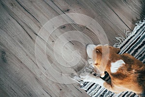 Beagle dog peacefully sleeping on striped mat on laminate floor. Pets in cozy home top view image photo