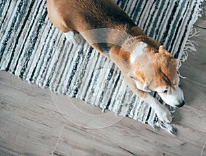 Beagle dog peacefully sleeping on striped mat on laminate floor. Pets in cozy home top view image