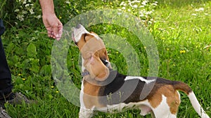 Beagle Dog play and bite dandelion flower