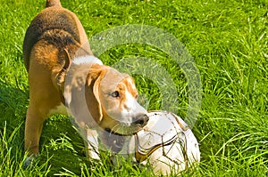 Beagle dog playing ball