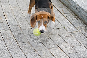 beagle dog playing outside with a tennis ball
