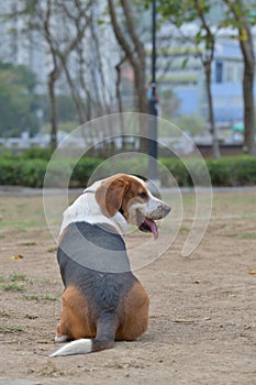 Beagle dog playing seating in Park