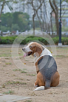 Beagle dog playing seating in Park