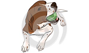 beagle dog playing tennis ball