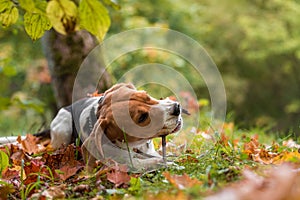 Beagle Dog Playing with Tree Banch. Autumn Leaves in Background.