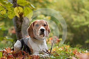 Beagle Dog Playing with Tree Banch. Autumn Leaves in Background.