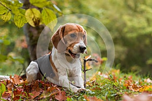 Beagle Dog Playing with Tree Banch. Autumn Leaves in Background. Portrait.