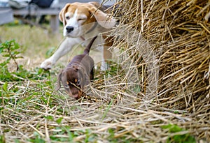 Beagle dog plays with cute dachshund