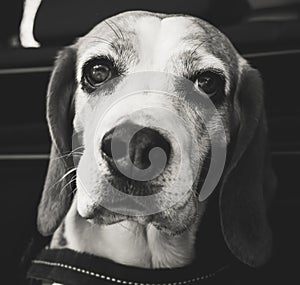 Beagle dog portrait