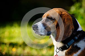 Beagle dog portrait