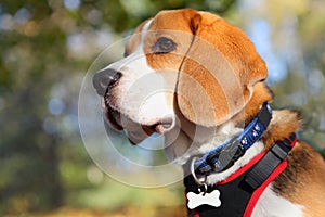 Beagle dog portrait