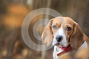 Beagle dog portrait - Background