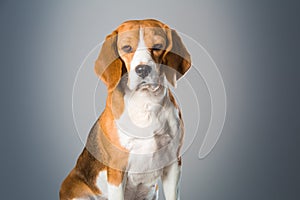 Beagle dog portrait close-up on gradient background.