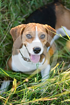 Beagle dog portrait on grass background