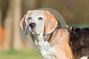 Beagle dog portrait on the grass in park