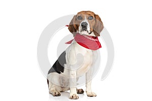 Beagle dog posing with attitude, wearing a red bandana