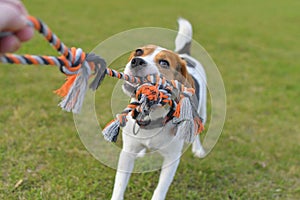 A beagle dog pulls a rope and plays tug-of-war with his master. A dog plays tug of war with a rope. Playful dog with toy