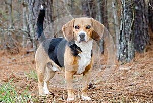 Beagle Dog Pup