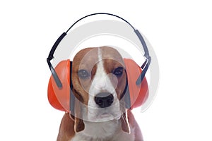 Beagle dog in red industrial headphones isolated on white