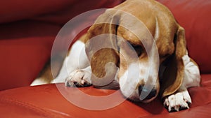 Beagle dog is resting on the couch