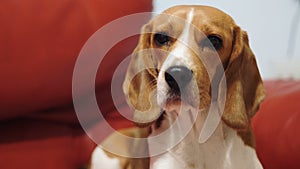 Beagle dog is resting on the couch