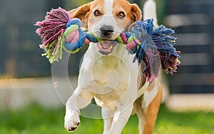 Beagle dog run outside towards the camera with colorful toy.