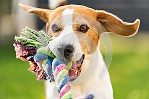 Beagle dog run outside towards the camera with colorful toy.