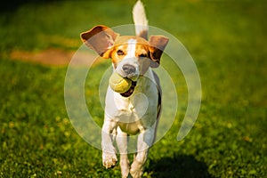 Beagle dog run outside towards the camera with colorful toy.