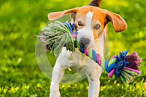 Beagle dog run outside towards the camera with colorful toy.