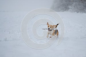 Beagle dog running around and playing with a stick in the snow