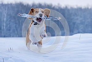 Beagle dog running around and playing with a stick in the snow