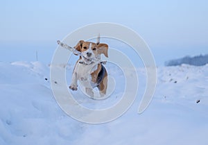 Beagle dog running around and playing with a stick in the snow