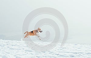 Beagle dog running in deep field snow at mountain with stick in teeth with funny ears in the air