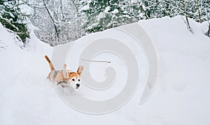 Beagle dog running in deep forest snow at mountain with funny ears in the air