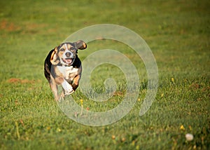 Beagle dog running on field