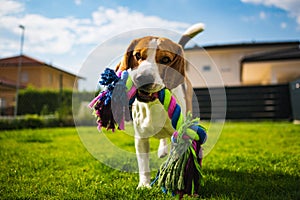 Beagle dog runs in garden towards the camera with colorful toy