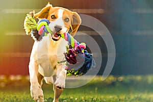 Beagle dog runs in garden towards the camera with colorful toy