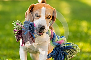 Beagle dog runs in garden towards the camera with colorful toy.